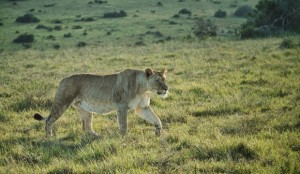 Queen Of The Jungle