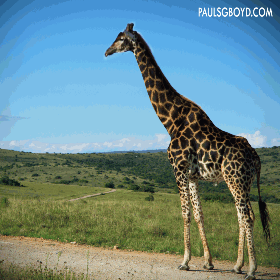 Captivating Cinemagraphs – Cinemagraph Giraffe